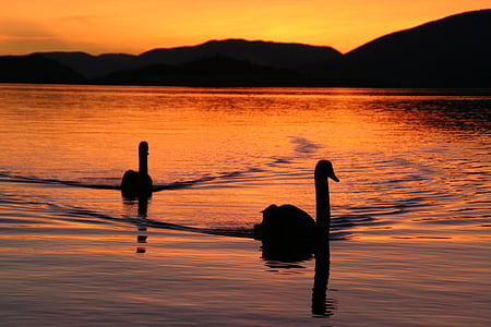 two silhouette of birds on body of water during sunset