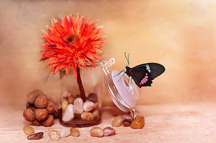 black and pink butterfly perched on clear glass lid with orange clustered flower