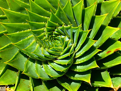 green spiral leaves plant taken during daytime