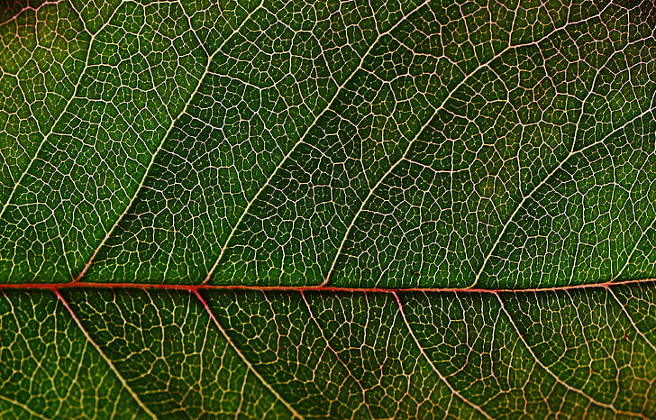 leaf stomata