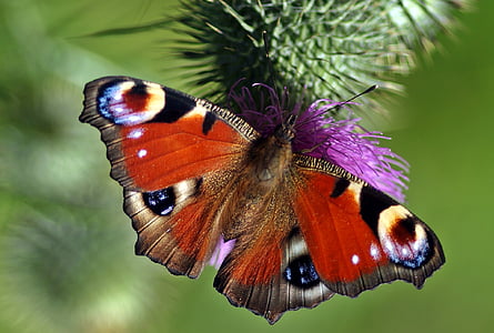 peacock butterfly perched on purple petaled flower in closeup photography