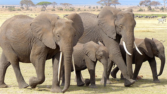 four gray elephant photo