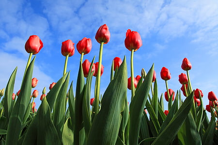 red tulip flowers during daytime