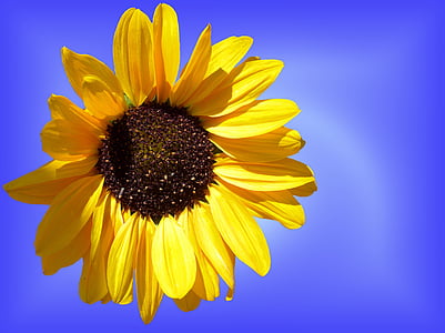 close up photography of yellow sunflower