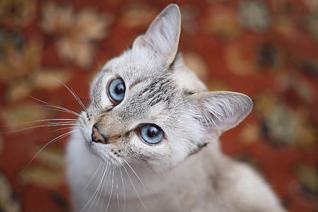 selective focus photography of grey tabby cat