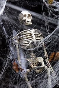 skeleton hanging on spider web