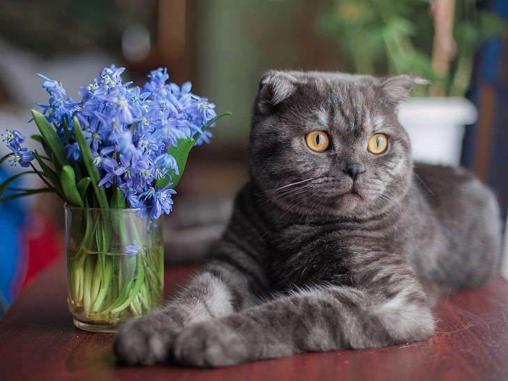 tilt-shift photography of gray cat beside blue flowers on vase