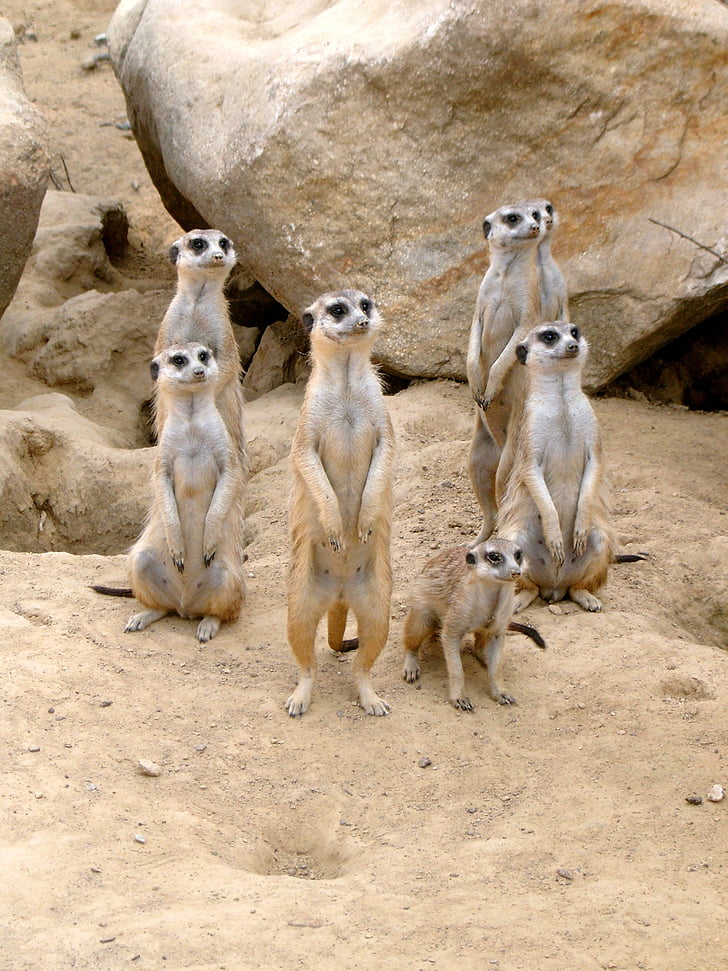seven meerkats