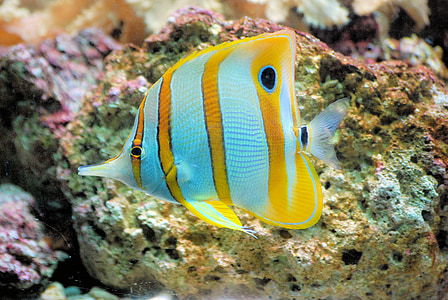 closeup photo of gray and yellow discus fish