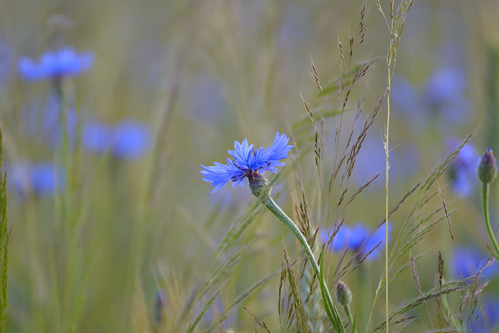 blue cornflowers in bloom at daytime