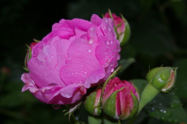 macro shot photography of pink rose