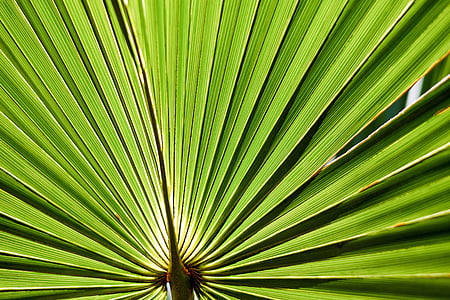 green fan palm