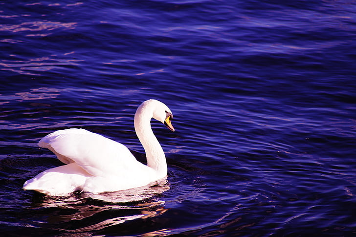 white swan on the body of water