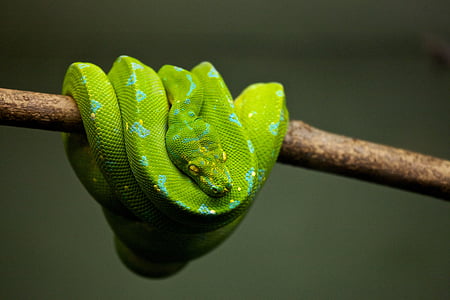 green pit viper on tree branch