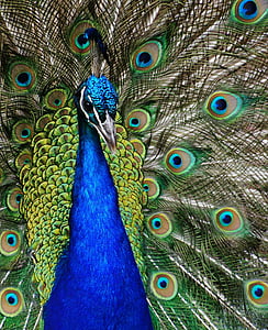 shallow focus photo of peacock