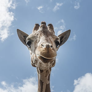 low angle photography of giraffe under white clouds at daytime