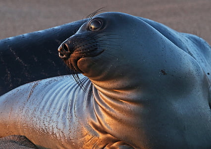 closeup photo of sea lion