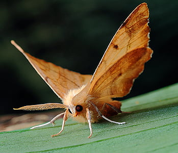 ground moth on green leaf
