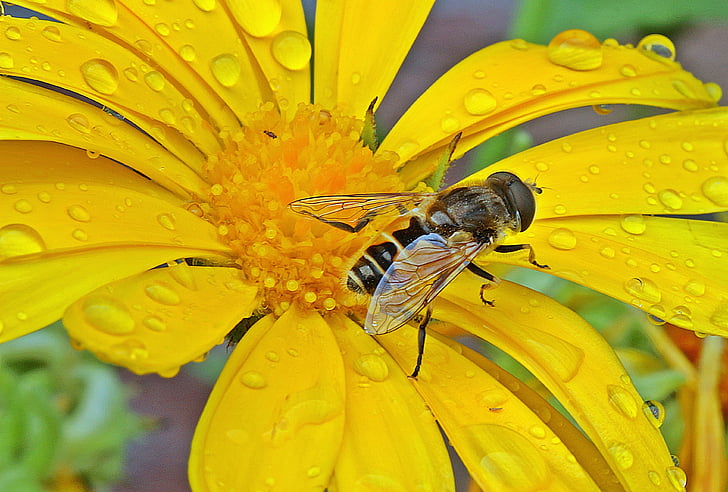 hoverfly perched on yellow petaled flower