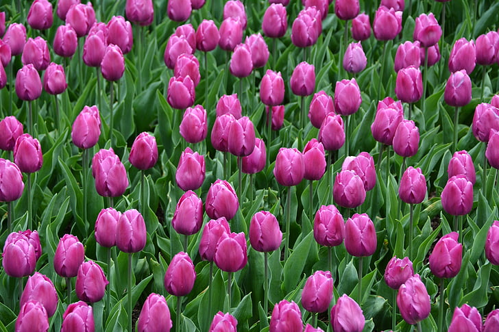 field of pink tulip flowers