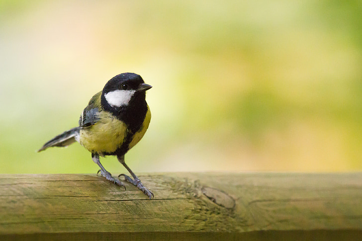selective focus photography of yellow and black tit perched on wooden surface