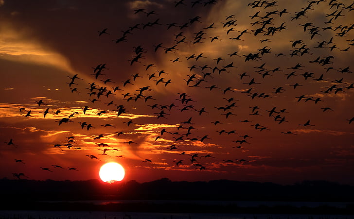 silhouette of flock of birds on mid-air during sunset