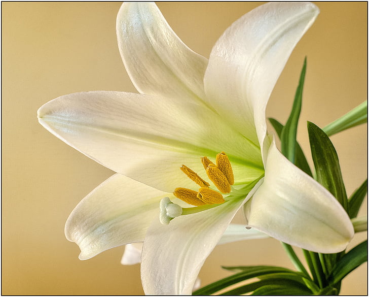 white lily in close up photography