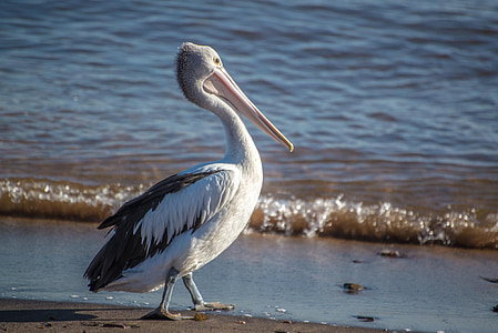 Australian white pelican on shore during daytime