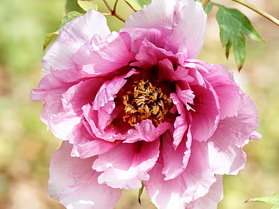 closeup photo of pink peony flower