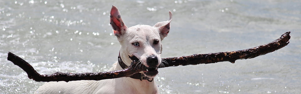 short-coated white dog swimming on river water during daytime close-up photo