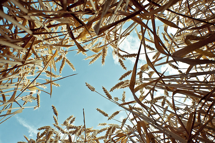 worm's eye-view photography of wheats during daytime