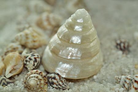 macro photography of conch shell