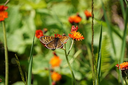 brown and yellow spangled fritillary butterfly on red-yellow flower