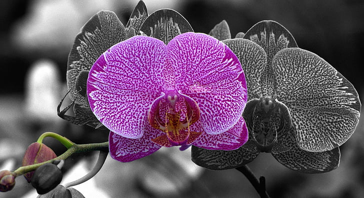 selective color photo of pink moth orchid