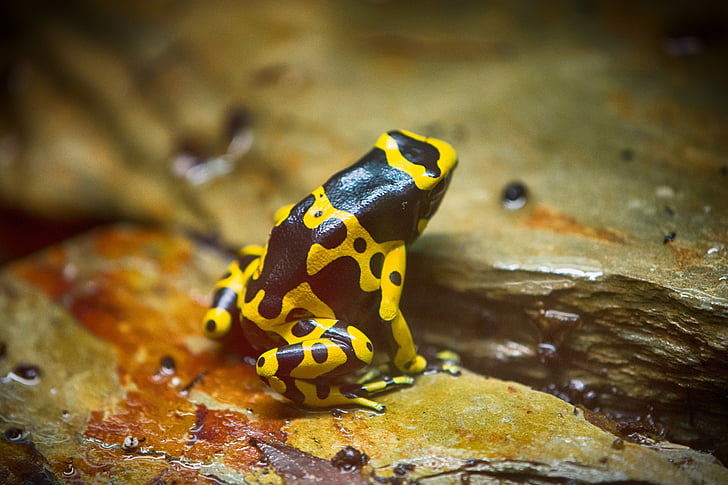 black and yellow frog on stone