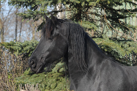 black horse photography