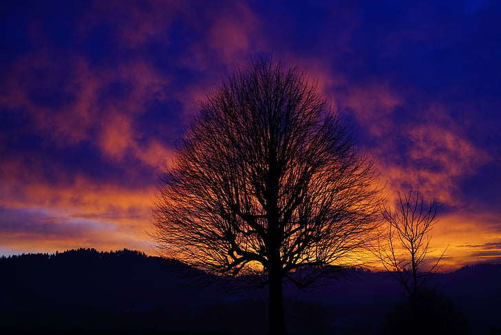 silhouette photograph of bare tree during sunset