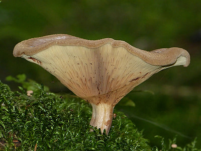 brown mushroom near grass during daytime