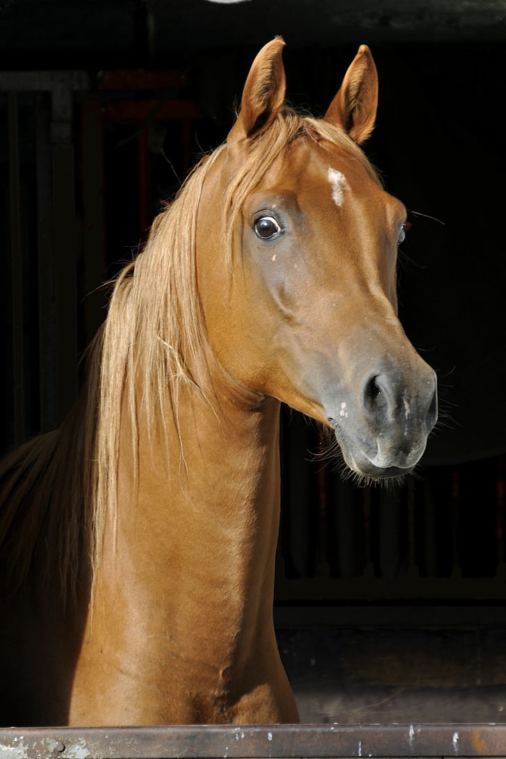 brown horse photo