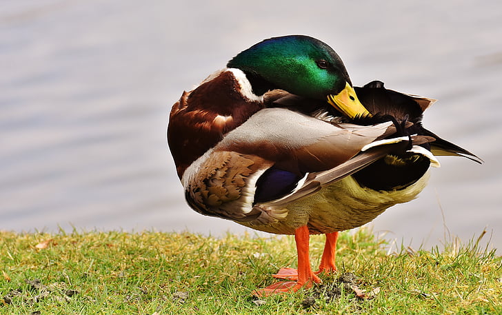 mallard duck standing on green grass