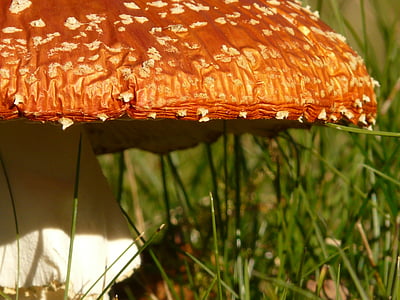 closeup photography of mushroom