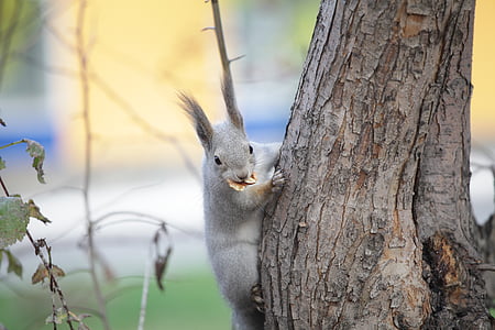selective focus photo of gray squirrel climbing tree