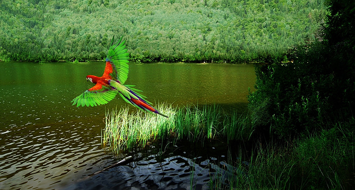 red and green parrot and body of water