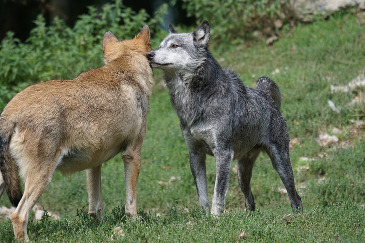 two brown and black wolves on green grass
