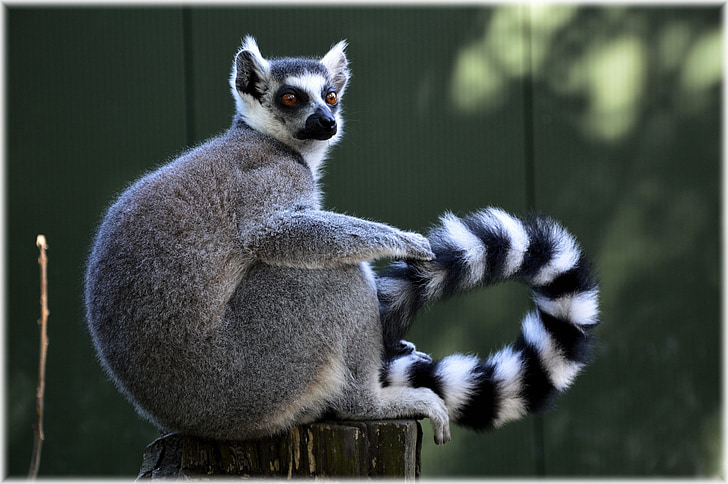 shallow focus photography ring tailed lemur