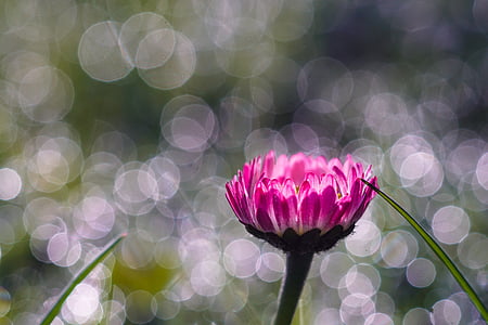 pink and white chrysanthemum macro photography