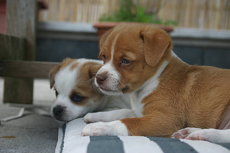 short-coated brown and white puppy in shallow focus photography