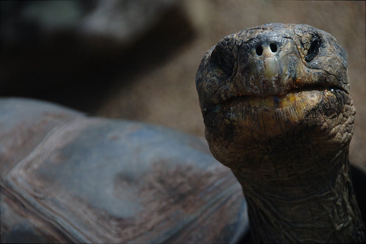 closeup photography of brown turtle
