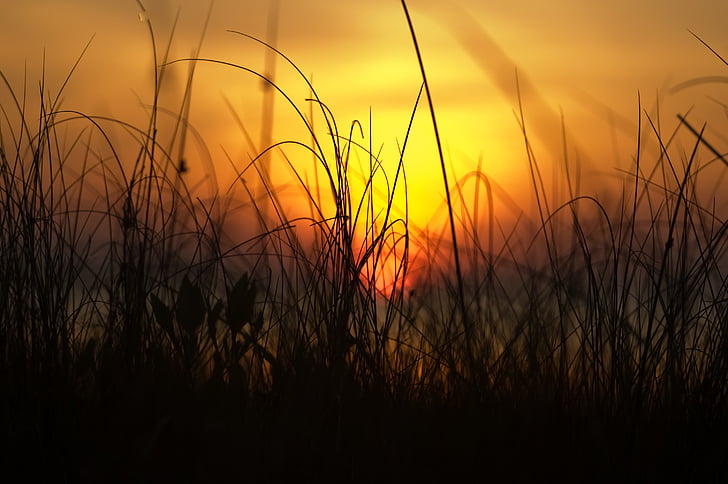 silhouette of grasses during sunset