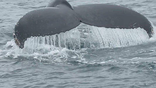 black whale tail fin taken at daytime